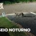 Onça-parda é flagrada por câmeras circulando pelas ruas de Realeza