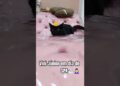 Meu gatinho Vini Júnior está se achando Rei🐾 #vinijr #realeza #shortsgatos #shortsyoutube