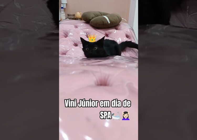 Meu gatinho Vini Júnior está se achando Rei🐾 #vinijr #realeza #shortsgatos #shortsyoutube