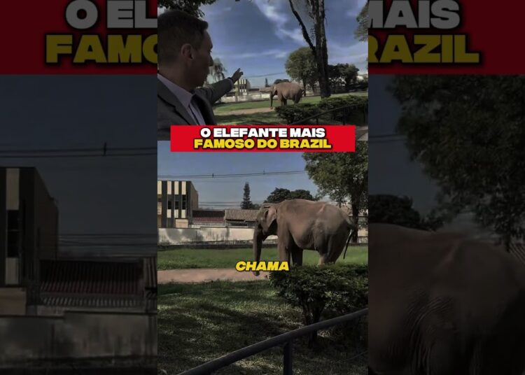 ELEFANTE SUPER FAMOSO NO BRAZIL #famosos #ClipeiBrasil @RodrigoMangaBrasil @clipeibrasil