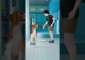 ESSE CACHORRO DE RUA VIROU PARTE DA REALEZA 🐶👑 #curiosidades #amazing #cachorro