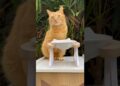 Petisco da realeza felina