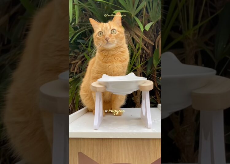 Petisco da realeza felina