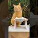 Petisco da realeza felina