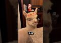 Ana Castela com uma lhama. #viral #fypシ #anacastela #noticias #fofocas