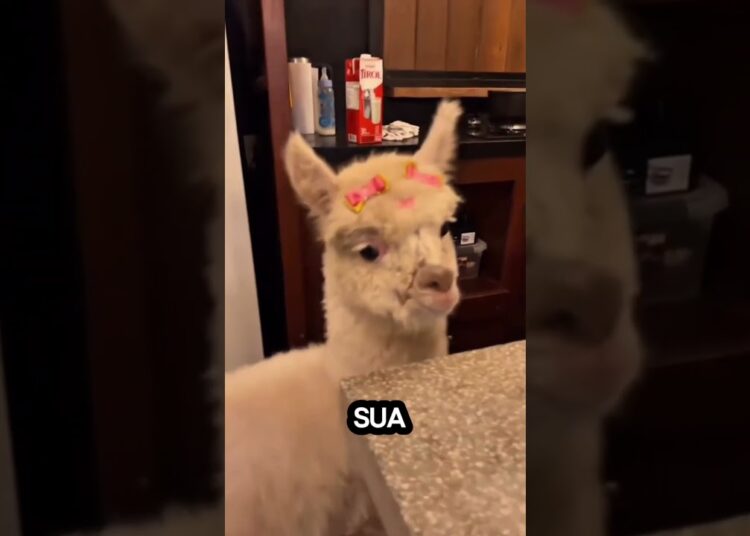 Ana Castela com uma lhama. #viral #fypシ #anacastela #noticias #fofocas