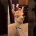 Ana Castela com uma lhama. #viral #fypシ #anacastela #noticias #fofocas