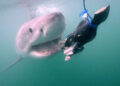 A Shark Week 2026 está se aproximando e repleta de emoções do Apex Predator