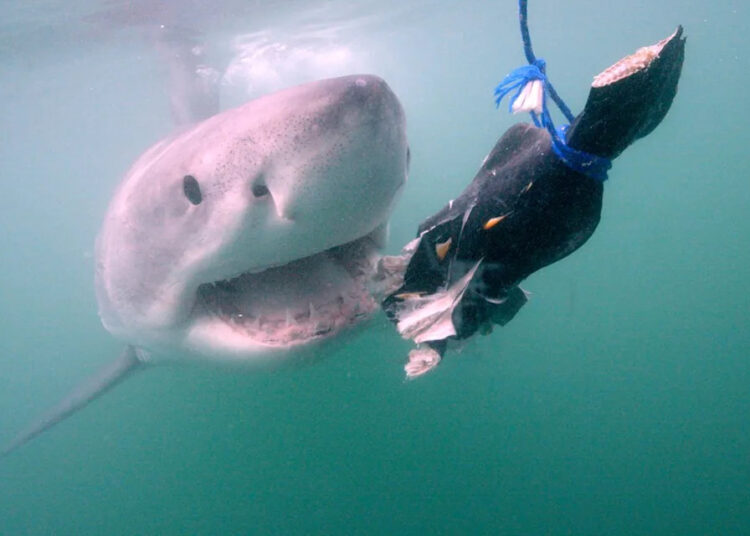 A Shark Week 2026 está se aproximando e repleta de emoções do Apex Predator