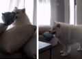 A rotina do cachorro sozinho em casa parece mais um programa de TV de entretenimento
