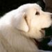Amado cão famoso do campus, Trouper, morre aos 11 anos | Campus