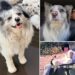 Cachorro famoso com 1,5 milhão de seguidores é roubado, vendido e comido