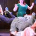 Cape Rep apresentará 'The Real Inspector Hound' | Artes e Entretenimento