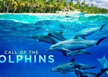 Documentário premiado sobre golfinhos chegando ao Giant Screen Theatre de Fernbank | Notícias de entretenimento