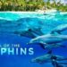 Documentário premiado sobre golfinhos chegando ao Giant Screen Theatre de Fernbank | Notícias de entretenimento