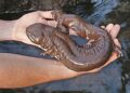 Hellbender Discovery Day marcado para 13 de junho no Ariel-Foundation Park em Mount Vernon