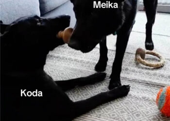 Kate Gosselin revela resultados ‘absolutamente chocantes’ do teste de DNA para seu Malinois