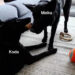 Kate Gosselin revela resultados ‘absolutamente chocantes’ do teste de DNA para seu Malinois