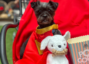 Levei meu cachorro para ver ‘Supergirl’ e isso mudou o filme para mim