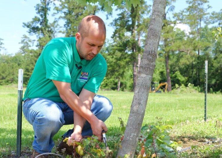 Os rebentos das árvores devem ser cortados para proteger a forma e a energia da árvore | Entretenimento/Vida