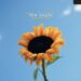 The Snuts anuncia novo álbum 'Joy In Short Moments' com o edificante single 'Defibrillator'