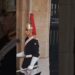 Do you miss him 🥴 #kingsguard #peterellis #buckinghampalace #realeza #guard #shorts #king