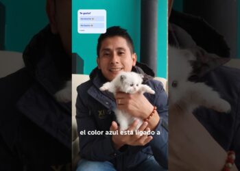 El color azul: un símbolo de realeza… y de esta hermosa Ragdoll 💙