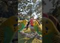 Fofocas entre as aves.#humor #ytcreator #youtubeshorts #funny #memes #youtube #shortsviral #comedy