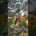 Fofocas entre as aves.#humor #ytcreator #youtubeshorts #funny #memes #youtube #shortsviral #comedy