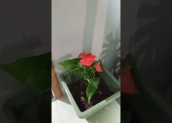 todo que eu cultivo no meu quintal boa noite realeza #leilaartesanato
