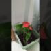 todo que eu cultivo no meu quintal boa noite realeza #leilaartesanato