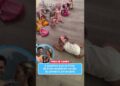 A surpresa que as filhas de Pote receberam no dia do primeiro aniversário | Fama Show