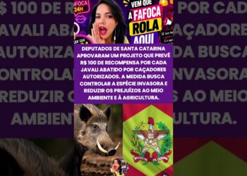 Santa Catarina aprovam recompensa para abate de javali # #noticias #fofoca #shorts #reels #foryou