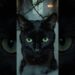 Alerta de fofura e realeza! 👑🐈⬛ Esse gato preto não veio para brincadeira, ele veio para ser o ce