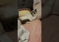 O Amanhecer da princesa sua realeza.