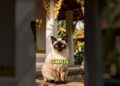 Gatos Siameses: a origem sagrada da realeza na Tailândia