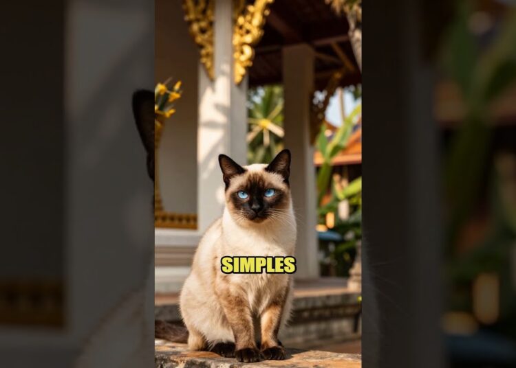Gatos Siameses: a origem sagrada da realeza na Tailândia