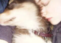Amanda Seyfried lamenta a morte do amado cachorro Finn