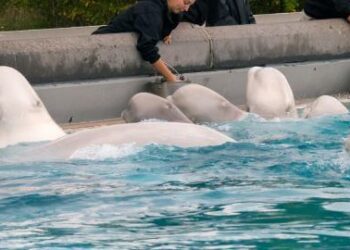 Baleias Beluga da Marineland Canadá indo para instalações de entretenimento marinho dos EUA - Projeto Santuário de Baleias