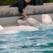 Baleias Beluga da Marineland Canadá indo para instalações de entretenimento marinho dos EUA - Projeto Santuário de Baleias