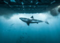 Shark Week 2026: como assistir, programação completa da TV, onde transmitir e muito mais