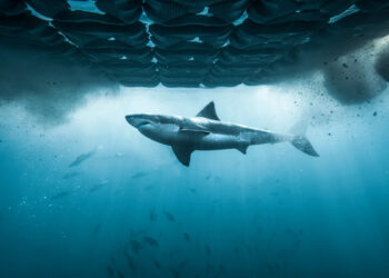 Shark Week 2026: como assistir, programação completa da TV, onde transmitir e muito mais