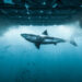 Shark Week 2026: como assistir, programação completa da TV, onde transmitir e muito mais