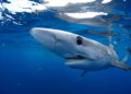 Veja onde assistir Shark Week ao vivo gratuitamente, sem cabo