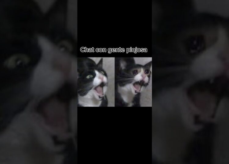 Chat raros con gente piojosa #eldiablo #chismes