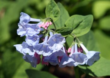 Las campanillas de Virginia son una de las flores silvestres de primavera que se pueden ver en Indiana.