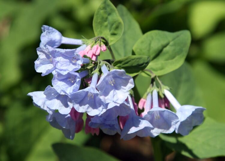 Las campanillas de Virginia son una de las flores silvestres de primavera que se pueden ver en Indiana.