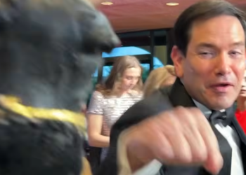 Triumph The Insult Comic Dog Baits Marco Rubio Into Playful Punch