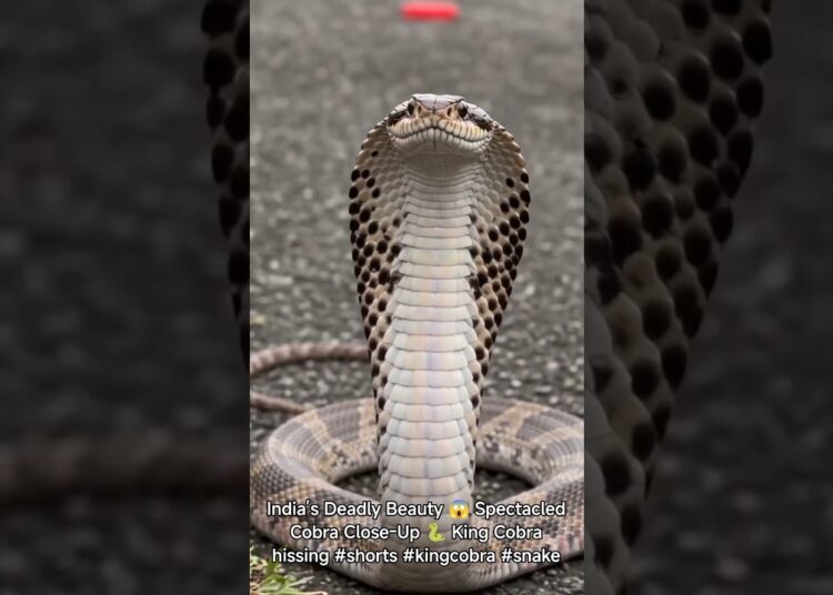 India’s Deadly Beauty 😱 Spectacled Cobra Close-Up 🐍 King Cobra hissing #shorts #kingcobra #snake