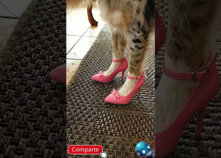 POV: Tu perrita tiene mejor caminata que las modelos de París ✨👠